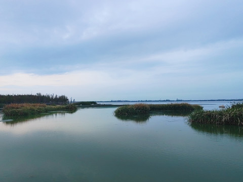 湿地公园芦苇荡