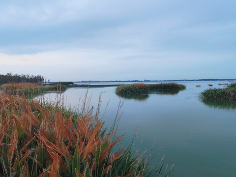 湿地公园芦苇丛风光