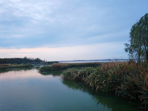 湿地公园湖面芦苇丛风光