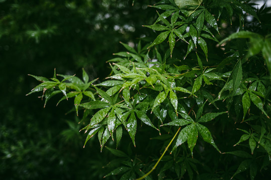 雨中绿叶