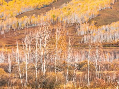 秋季山坡金色白桦林