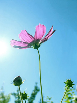 格桑花