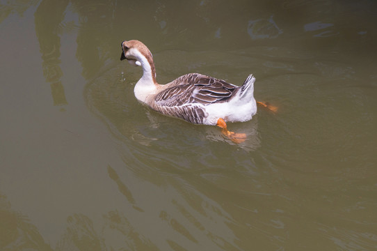 一头大鹅