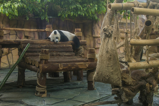 熊猫乐园旅拍