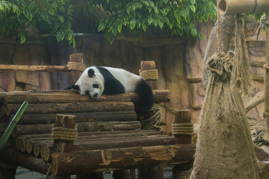 国宝大熊猫休息中