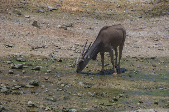 非洲大羚羊饮水