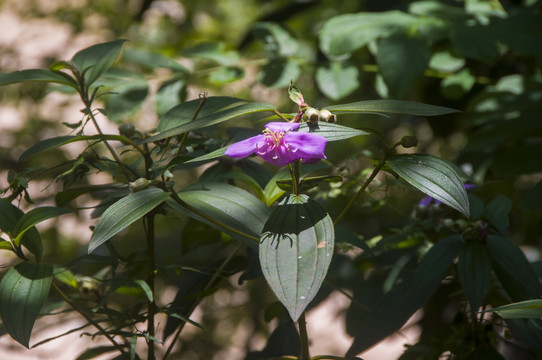 野牡丹花枝