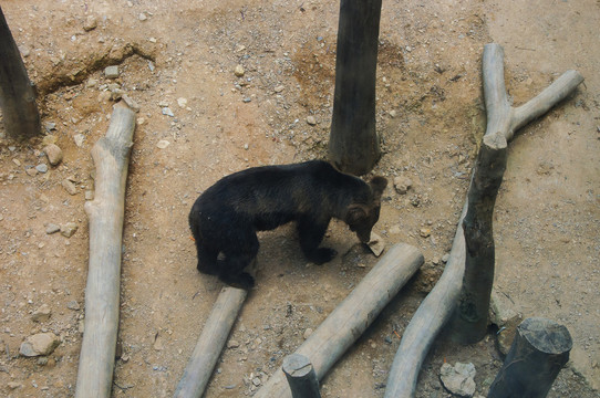 大黑熊
