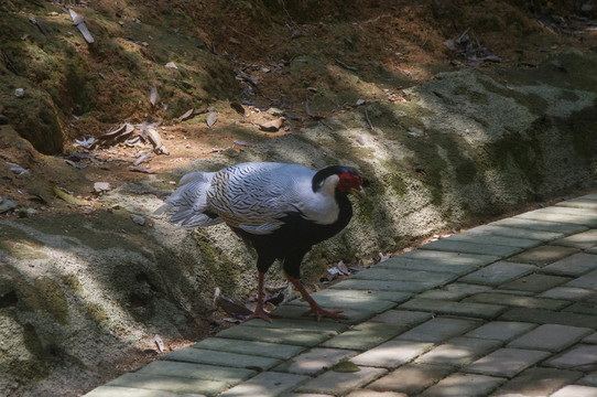 银鸡图集