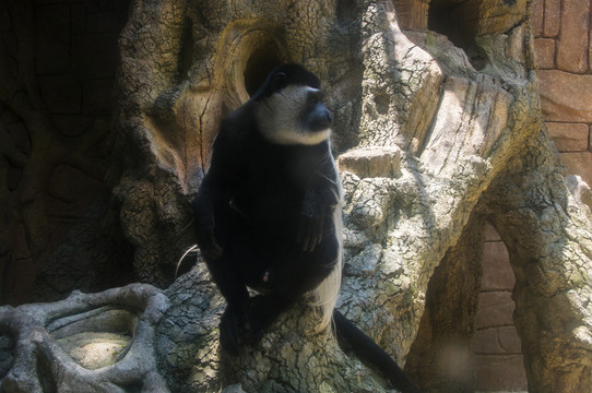 西非黑白疣猴
