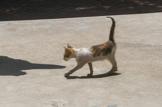 一只小猫