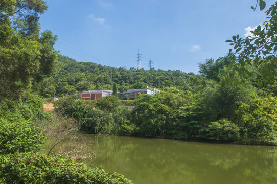 青山绿水森林风景