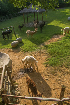 泉州海丝野生动物世界羊驼