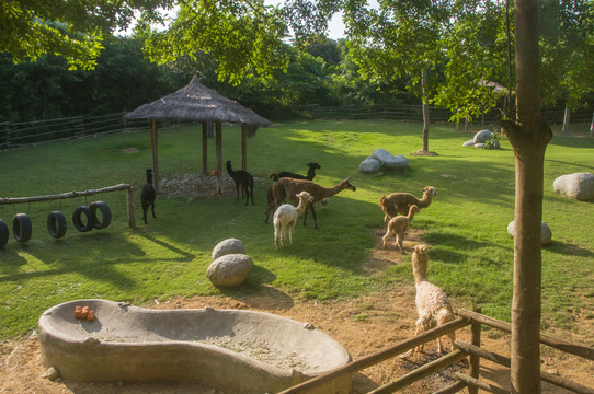 海丝野生动物世界羊驼乐园