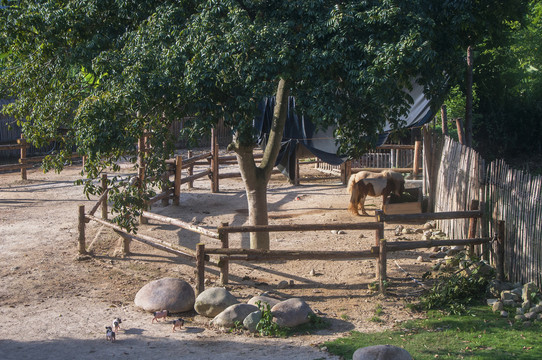 马圈风景