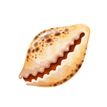 卡通可愛(ài)貝殼