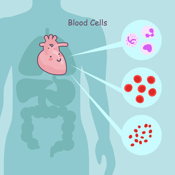 卡通风人体心脏里的血细胞插图
