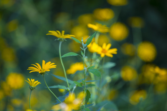 黄花