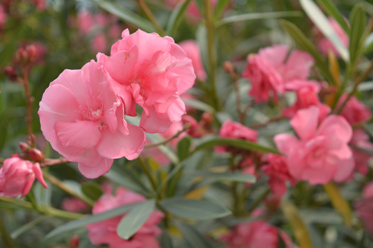 夹竹桃花