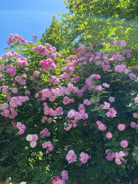 蓝天下粉色的蔷薇花