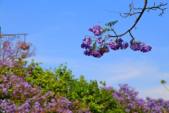 西昌蓝花楹景观