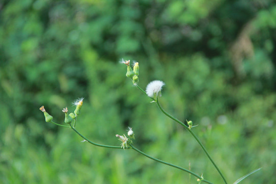 风里的小草