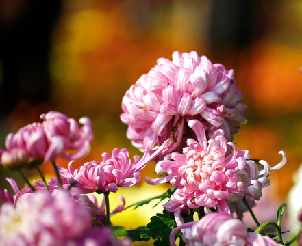 菊花紫凤牡丹