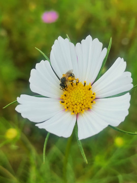菊花蜜蜂