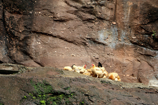 悬崖上的三黄鸡