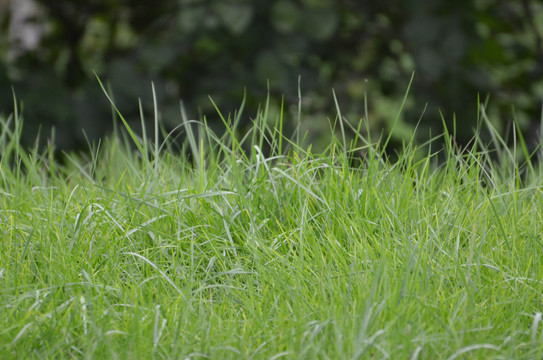 青草地