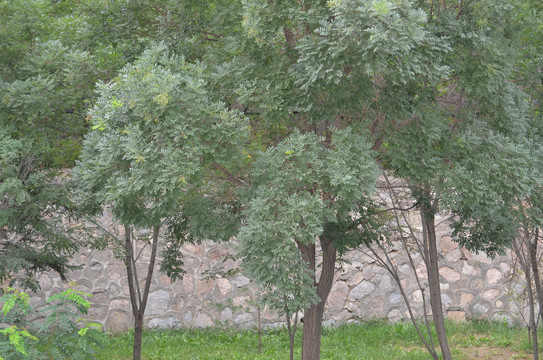黄河滩绿化树