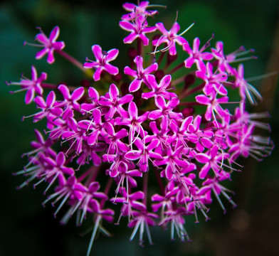 矮桐子花