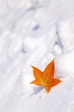 雪地里枫叶