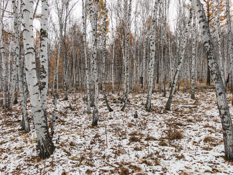 冬季白桦树林