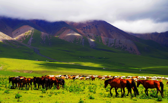 新疆伊犁草原牧场
