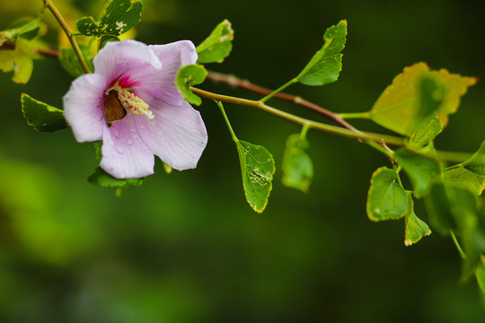 木槿