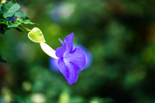 牵牛花