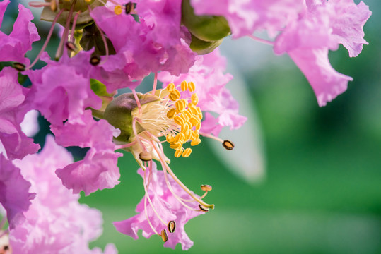 紫薇花蕊特写