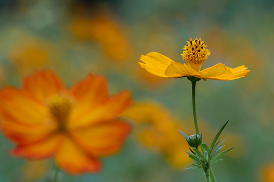 硫华菊