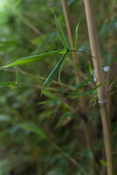 竹枝