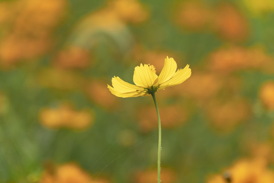 硫华菊