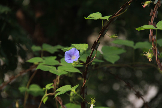 铁丝网与牵牛花