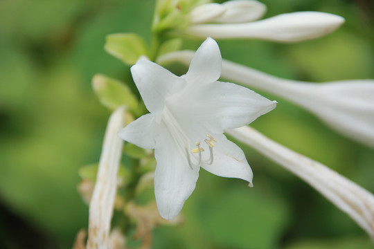 白色百合科植物