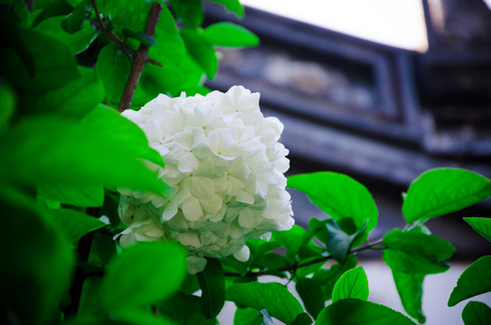 上海豫园白色琼花