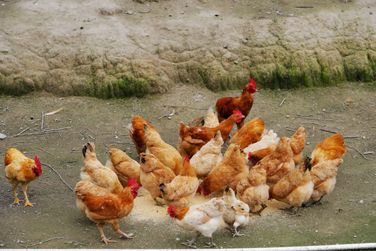农村一群散养的公鸡母鸡在觅食
