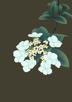 瓊花