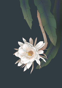 曇花