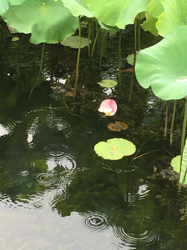 雨荷