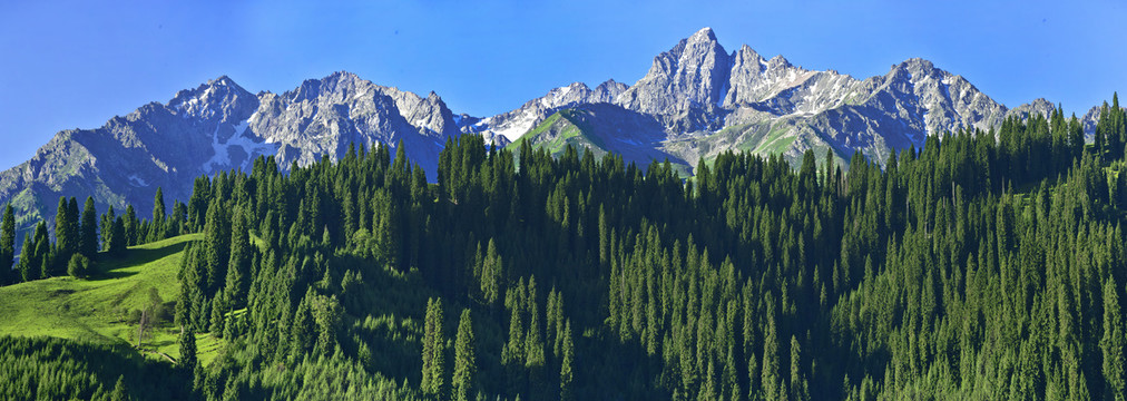 高山云杉