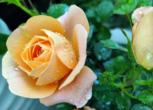月季花玫瑰圖